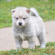 Chaser - Gray and white Alaskan Klee Kai puppy in Pasadena, California from Nornir Kennels