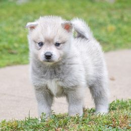 Chaser - Gray and white Alaskan Klee Kai puppy in Pasadena, California from Nornir Kennels