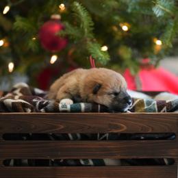 Red Collar - Red male Shikoku puppy in Pennsylvania from Aoiyama Sou Shikoku Kennel