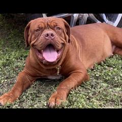 Harley  - Dogue de Bordeaux