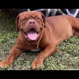 Harley  - Dogue de Bordeaux