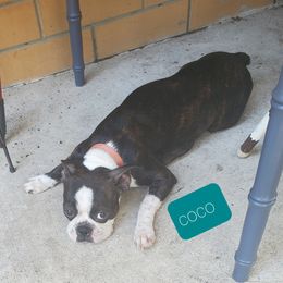 Coco - Boston Terrier