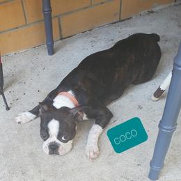 Coco - Boston Terrier