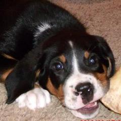 Greater Swiss Mountain Dog Puppies from S’rendi Greater Swiss Mountain Dogs