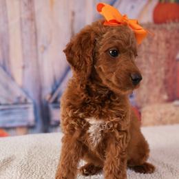 Belle - Red  female Goldendoodle puppy in Apopka, Florida from Rae Precious Puppies