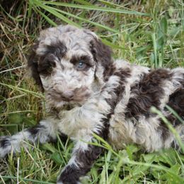 Australian Labradoodles from TBM Farms