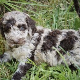 Australian Labradoodles from TBM Farms