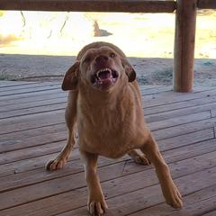 Navi - Chesapeake Bay Retriever