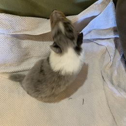 Collie Puppies from ColliesOklahoma