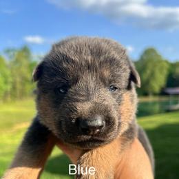 Blue - Blue male German Shepherd puppy in Grand Rivers, Kentucky from Von Frieden German Shepherds LLC