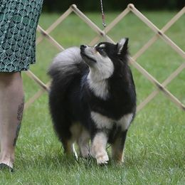 Dot - Finnish Lapphund