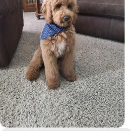 Goldendoodle Puppies from KandE Doodles