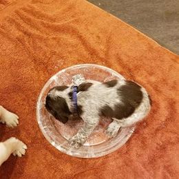 Spinone Italiano Puppies from Stella Del Nord Spinoni Italiani