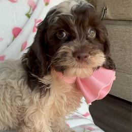 Penny - Brown and white female Cockapoo puppy in Tampa, Florida from Designer Puppy Boutique