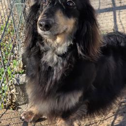 Gisela - Dachshund