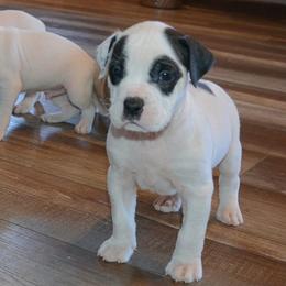 Will - male Alapaha Blue Blood Bulldog puppy in Walbridge, Ohio from United Alapaha Bulldogs