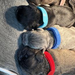 French Bulldog Puppies from Tip Top Bully House