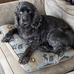 Nutella - Cocker Spaniel