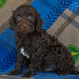 Male 4 of 5 - Chocolate male Goldendoodle puppy in Macedon, New York from Toodles Goldendoodles