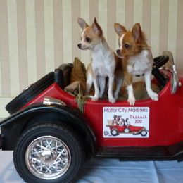 Chihuahuas from Chikita