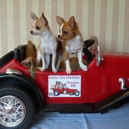 Chihuahuas from Chikita