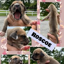 Roscoe - Fawn male Great Dane puppy in Wellsville, New York from Prophecy Danes