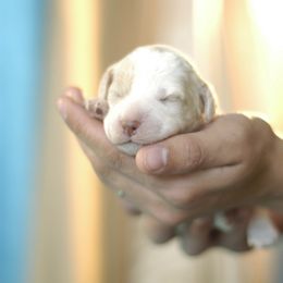 Lagotto Romagnolo Puppies from Morena