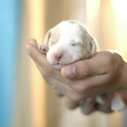 Lagotto Romagnolo Puppies from Morena