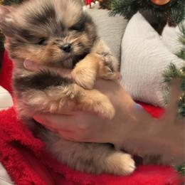Meko - Blue merle male Pomeranian puppy in North Port, Florida from West Coast Diva Pupz