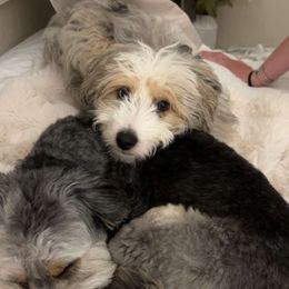 Aussiedoodle All Grown Up from White Pine Farm