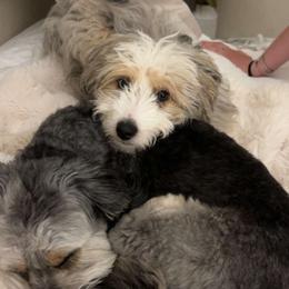 Aussiedoodle All Grown Up from White Pine Farm