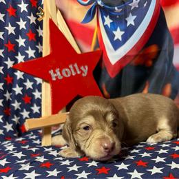 Holly - Chocolate and cream female Dachshund puppy in Somerset, Pennsylvania from Rae’s Dapper Dachshunds
