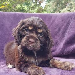 Cockapoo, Cocker Spaniel, and Goldendoodle Puppies from Robbin's Treasures