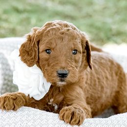 Goldendoodle Puppies from Beloved_doodles_WA