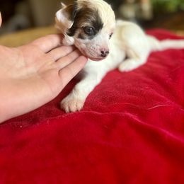 Aries - White male Chinese Crested puppy in Blue Earth, Minnesota from Ciao Bella Chinese Cresteds