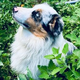 Noah - Blue merle male Miniature Australian Shepherd puppy in Hagerstown, Maryland from Renegade Kennels