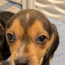 Blue Collar Girl - Black tan and white female Beagle puppy in Dayton, Ohio from Copper Sky Beagles