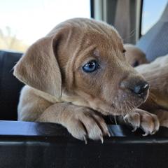 Blue Lacy Puppies from Red River Blue Lacys
