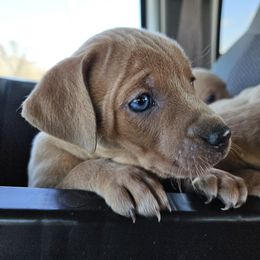 Blue Lacy Puppies from Red River Blue Lacys