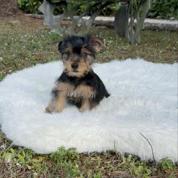 Milo 4.15 pounds - Black and tan male Yorkshire Terrier puppy in Naples, Florida from 🤎 Dreaming Puppies 🐶
