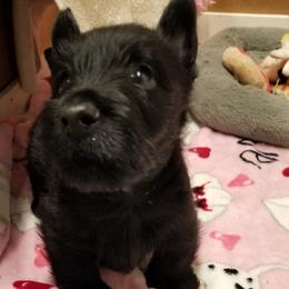 Scottish Terrier Puppies from Scottish Terriers at The Rock