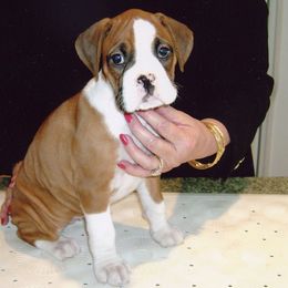 Boxer Puppies from Rummer Run Boxers