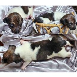 Dark brindle boy - Brindle male Dachshund puppy in Port Orchard, Washington from Haus of Wiener Schnitzel