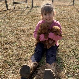 Aussiedoodle, Miniature Australian Shepherd, and Poodle Puppies from Sandy Creek Kennels