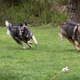 Shiloh Shepherd All Grown Up from NewMoon Shiloh Shepherds