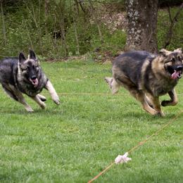 Shiloh Shepherd All Grown Up from NewMoon Shiloh Shepherds
