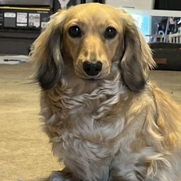 Hali’a - Dachshund