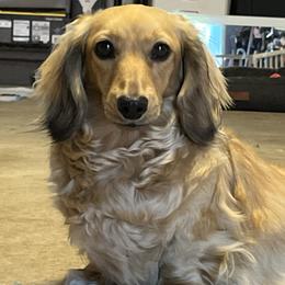 Hali’a - Dachshund