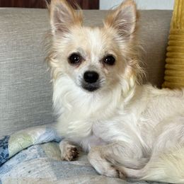 Mimi - Chihuahua
