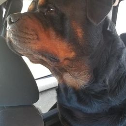 Rottweilers from LG's Rottweilers